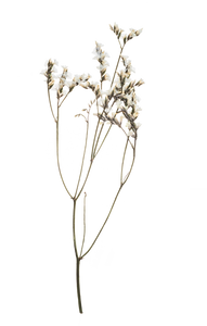 Hand Pressed Flora